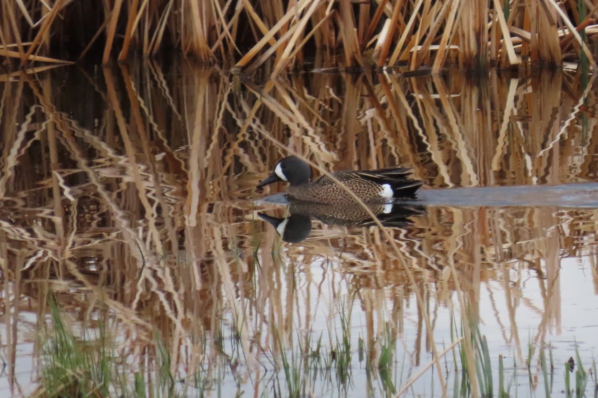 Blue-winged Teal - Del Nelson