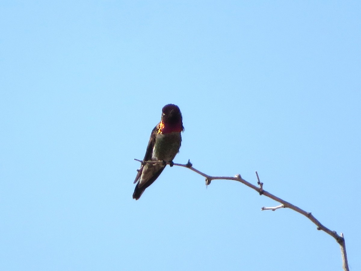 Anna's Hummingbird - ML618062453