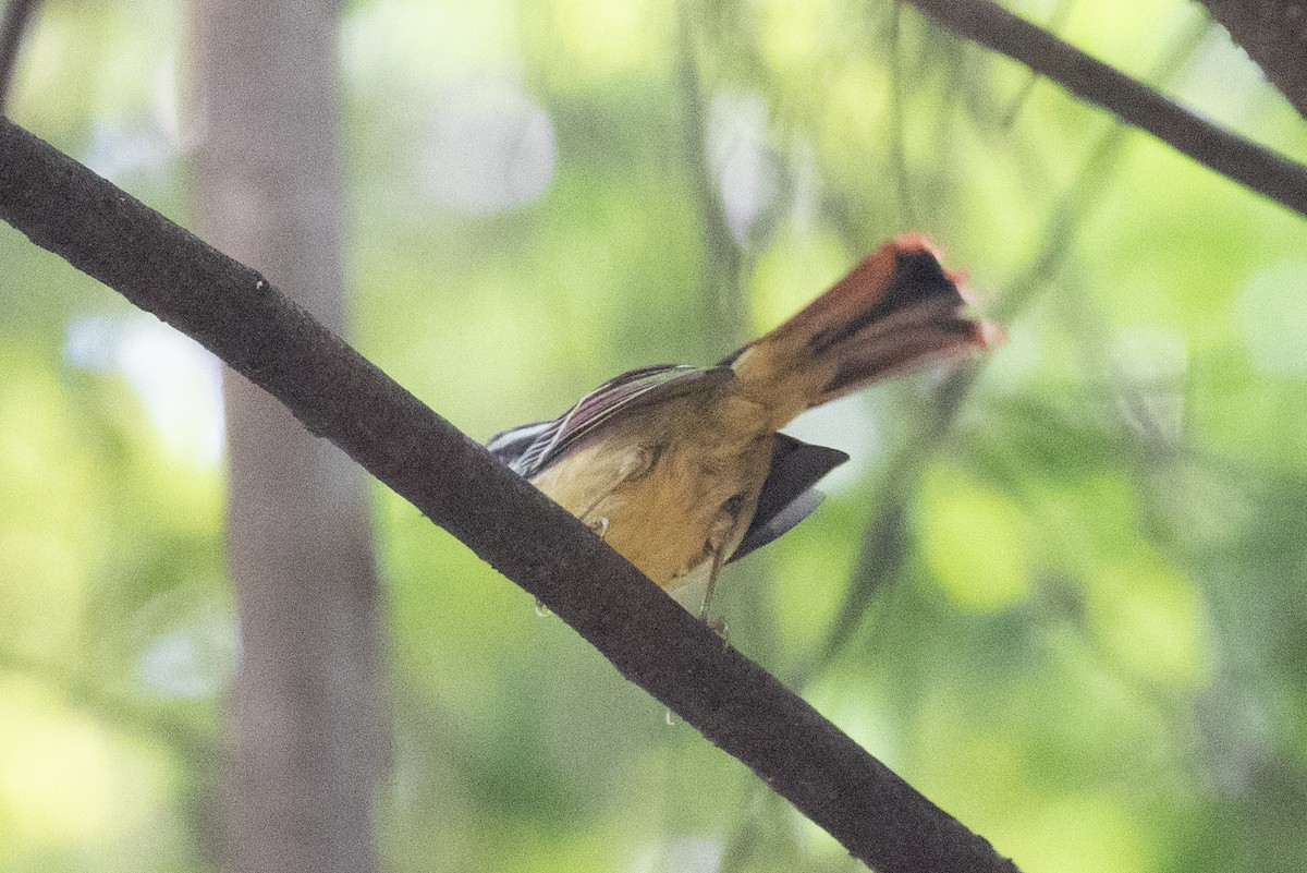 Red-tailed Minla - Xiaoni Xu