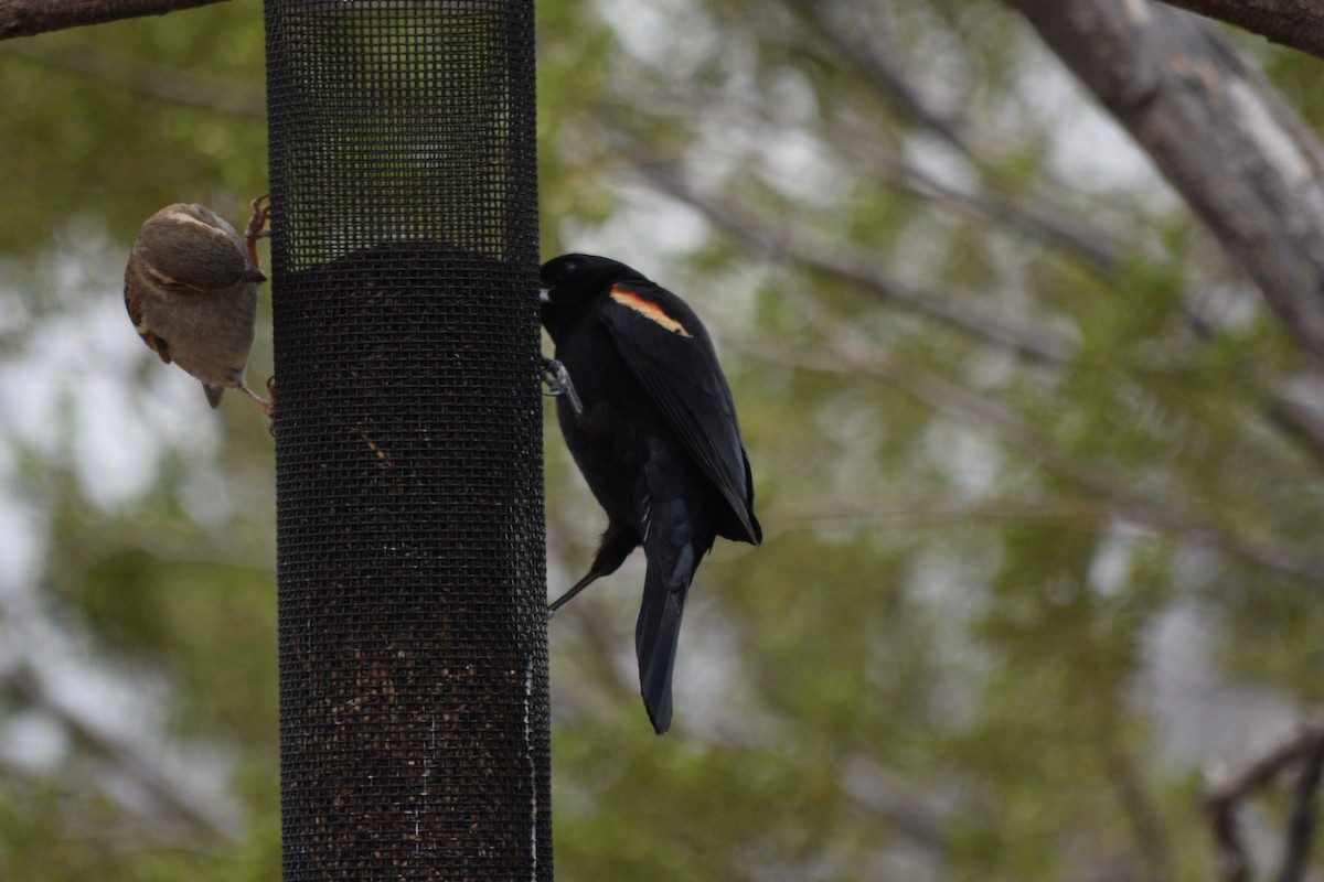 Red-winged Blackbird (Red-winged) - William Harmon