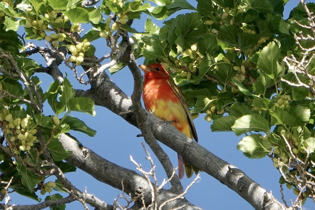 Summer Tanager - Sara Griffith