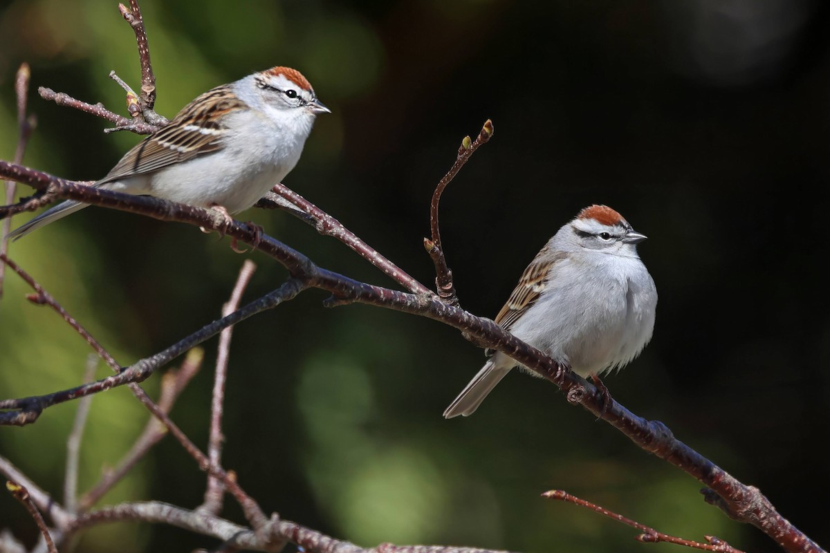 Chipping Sparrow - ML618062498