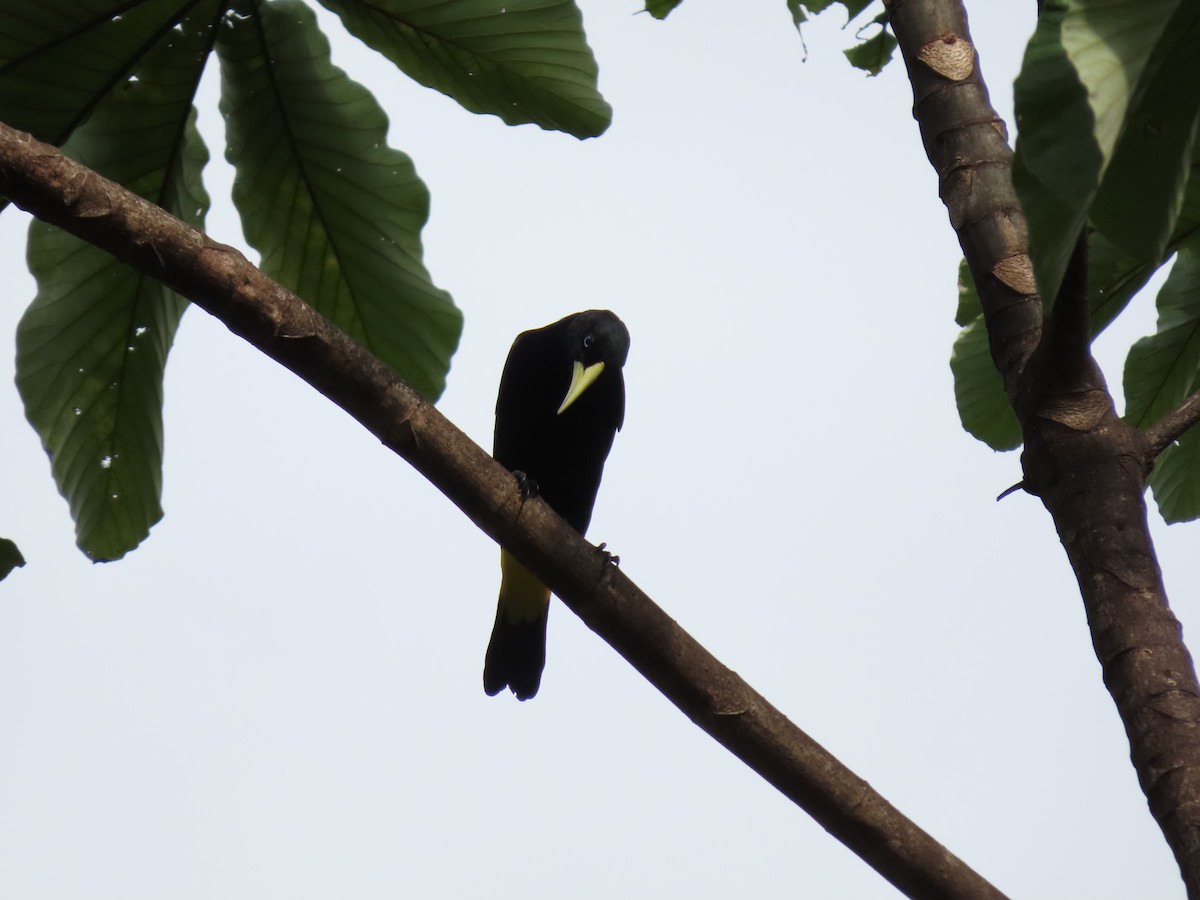 Yellow-rumped Cacique - ML618062533
