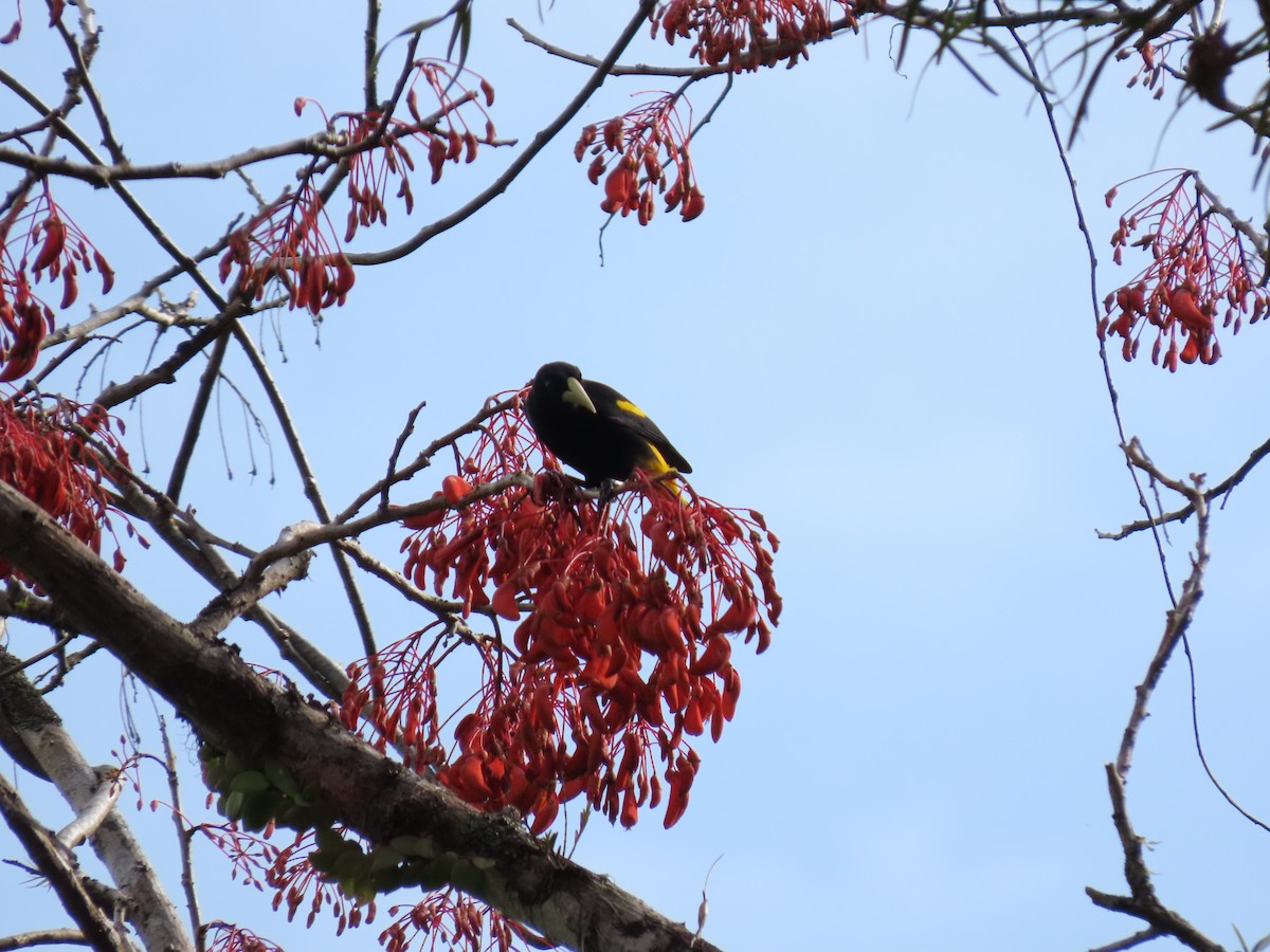 Yellow-rumped Cacique - ML618062534