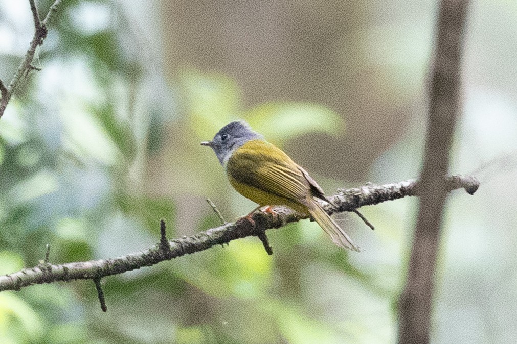 Gray-headed Canary-Flycatcher - Xiaoni Xu