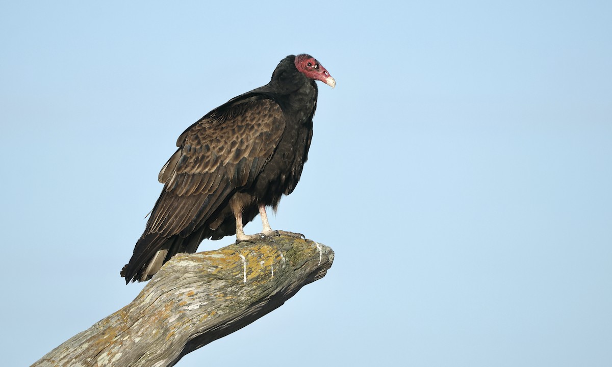 Turkey Vulture - ML618062562
