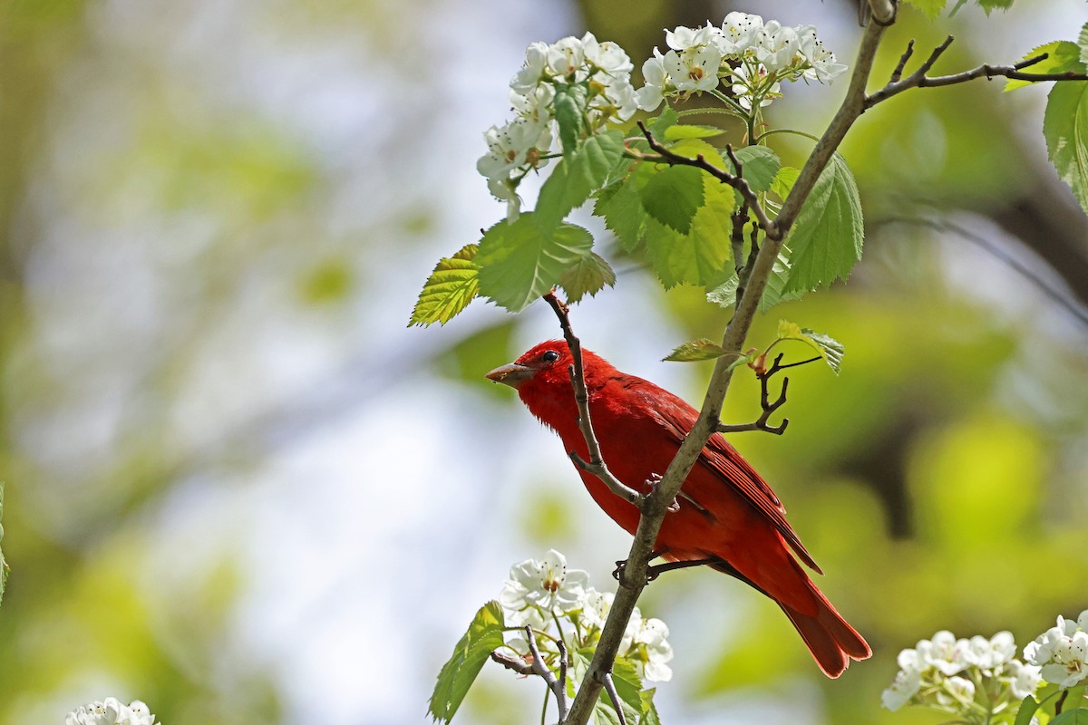 Summer Tanager - Ming P.