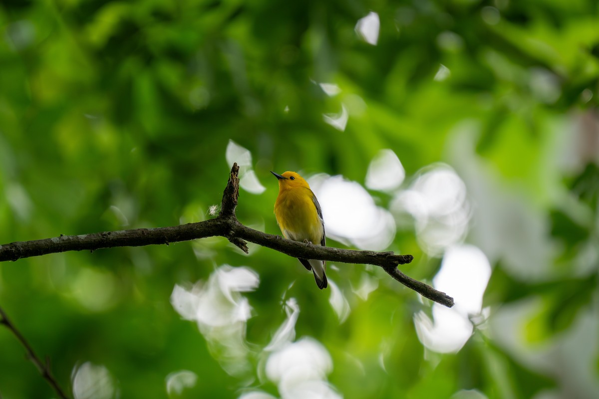 Prothonotary Warbler - ML618062572