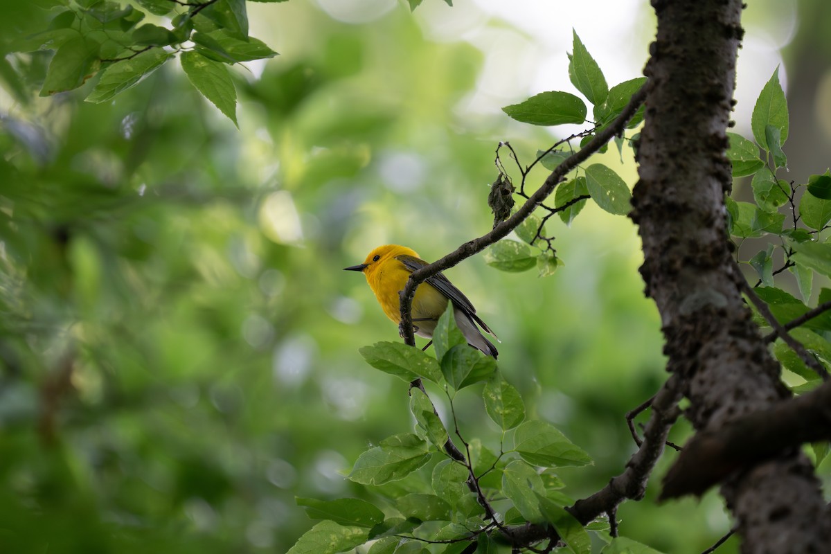 Prothonotary Warbler - ML618062579