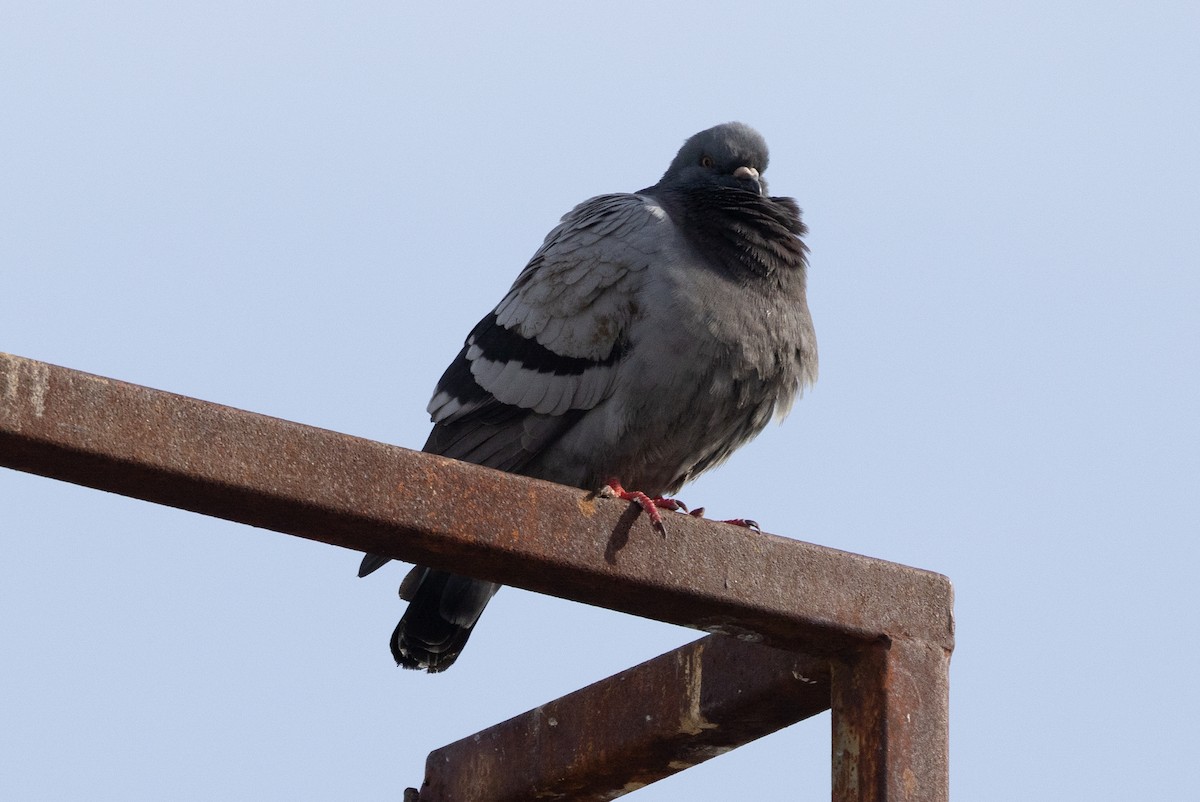 Rock Pigeon (Feral Pigeon) - ML618062601
