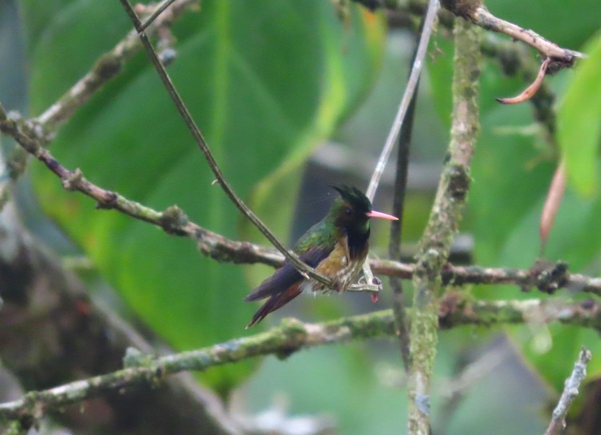 Black-crested Coquette - Michelle Browning