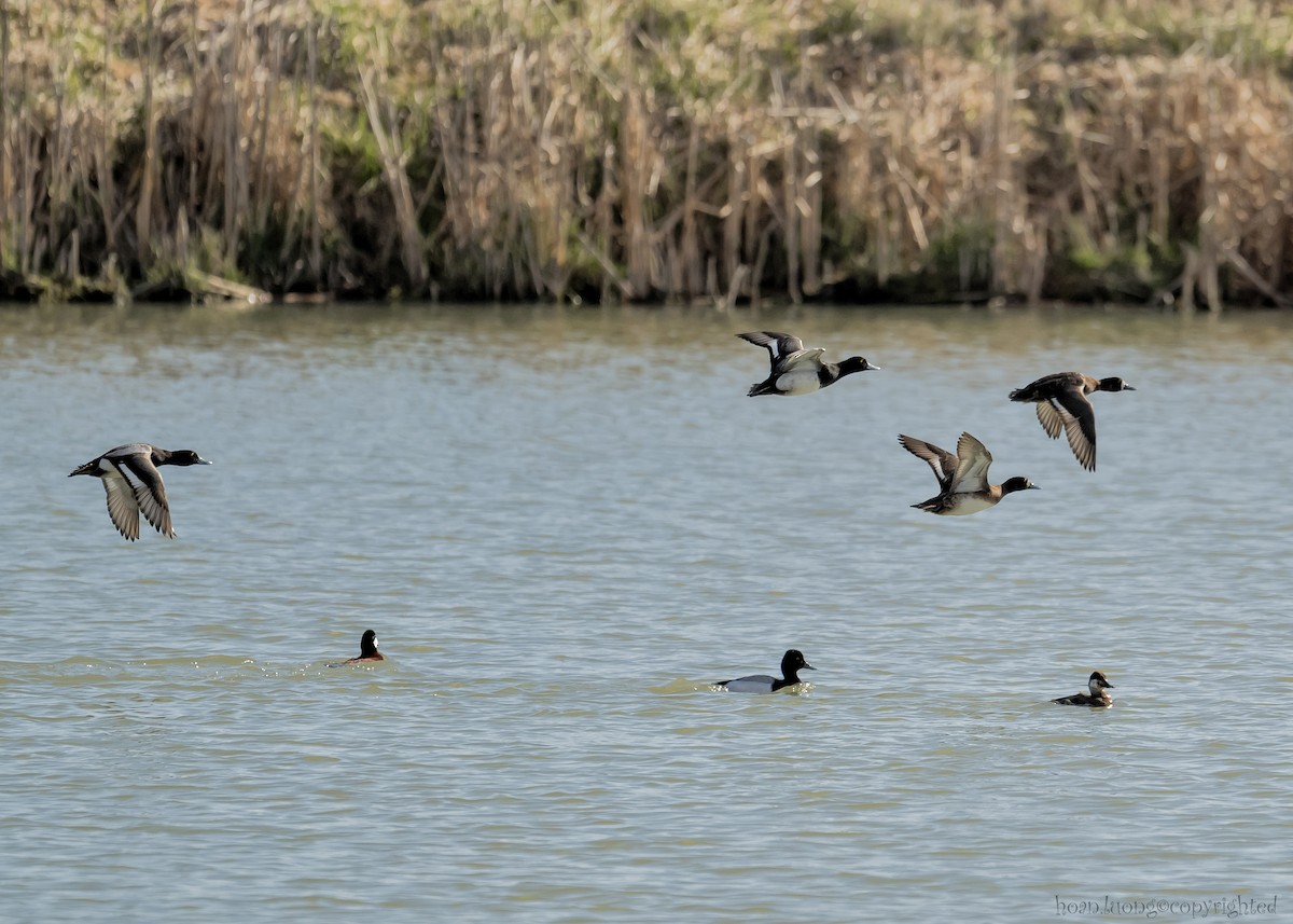 Greater Scaup - ML618062628