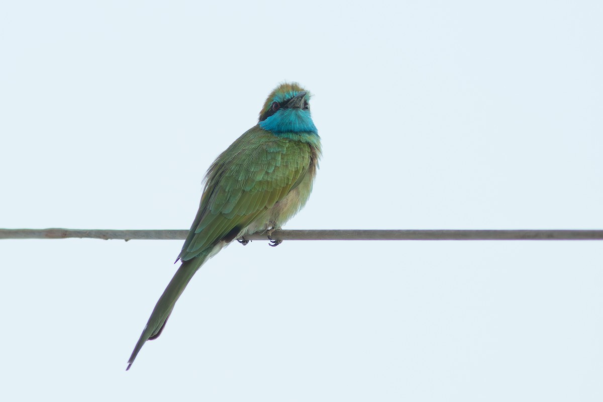 Arabian Green Bee-eater - ML618062630