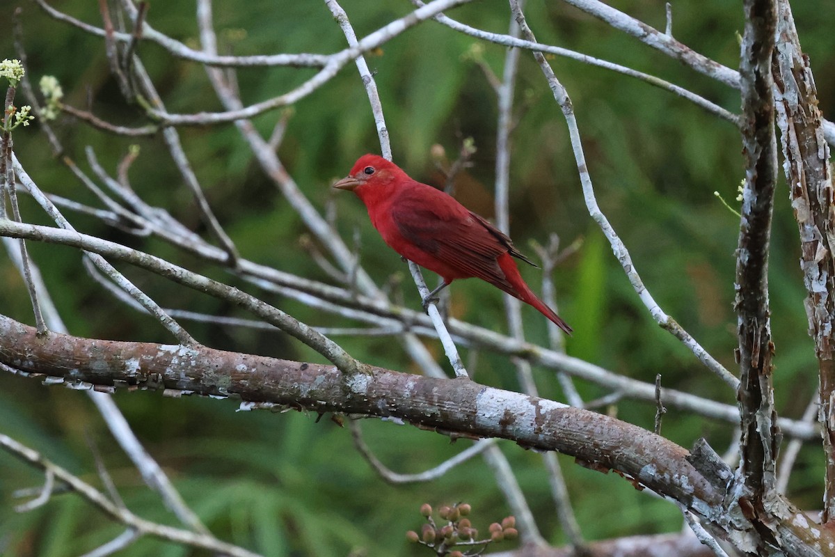 Summer Tanager - Andy Bridges