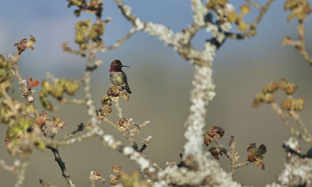 Anna's Hummingbird - ML618062670