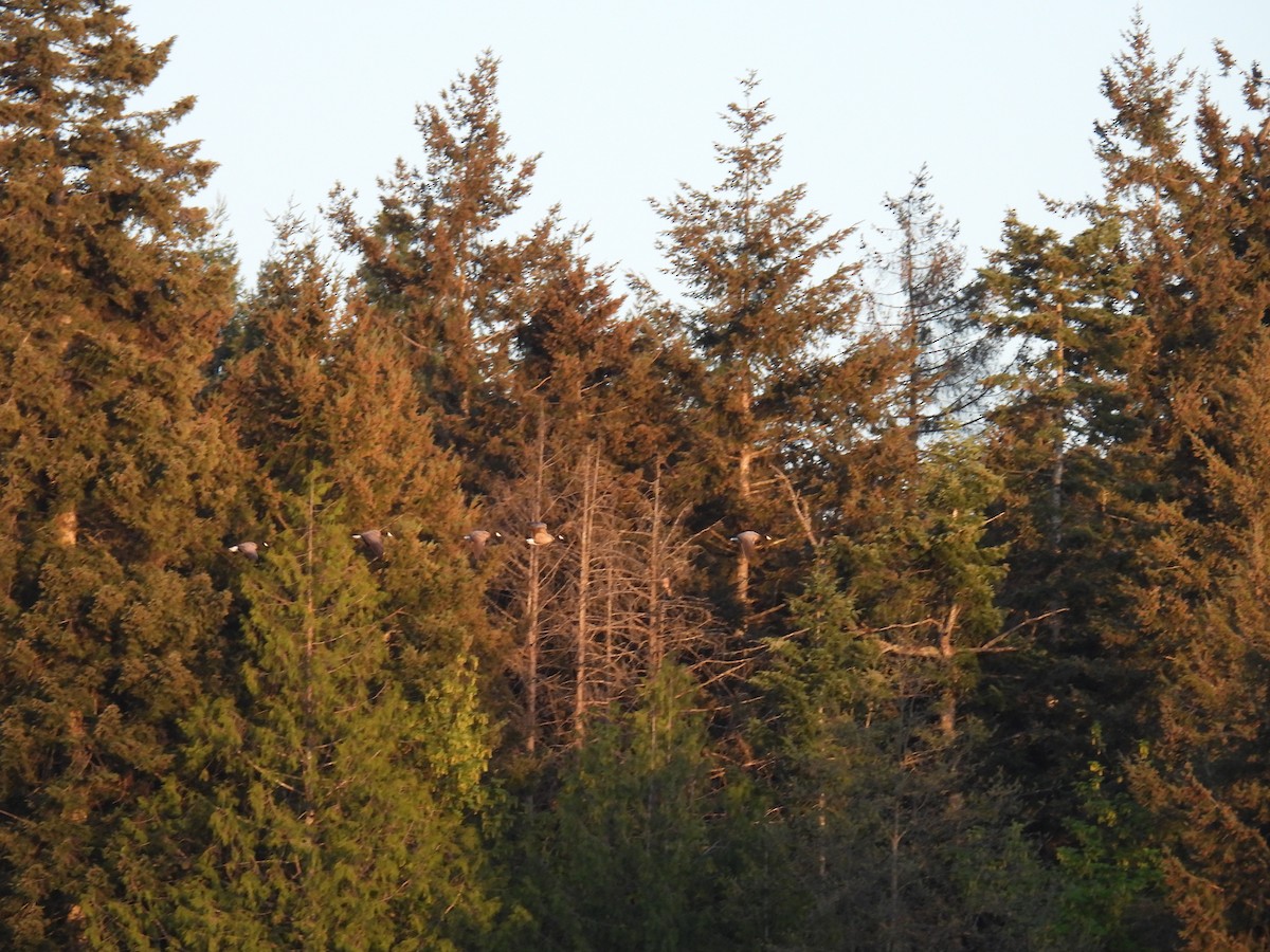 Малая канадская казарка (minima) - ML618062695