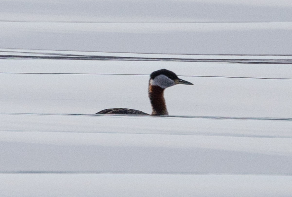 Red-necked Grebe - ML618062711