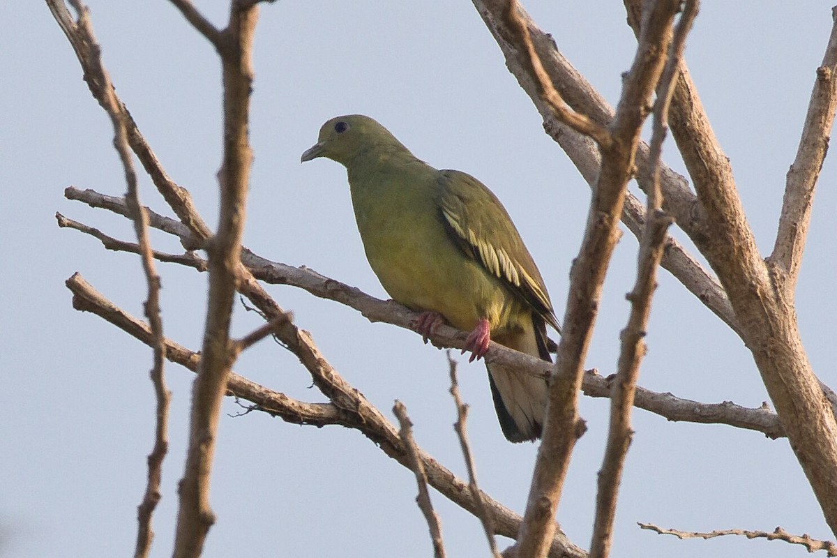 Pink-necked Green-Pigeon - ML618062713