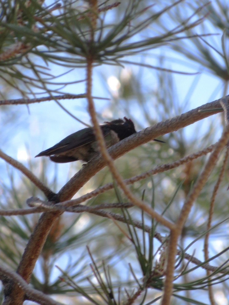 Costa's Hummingbird - ML618062721