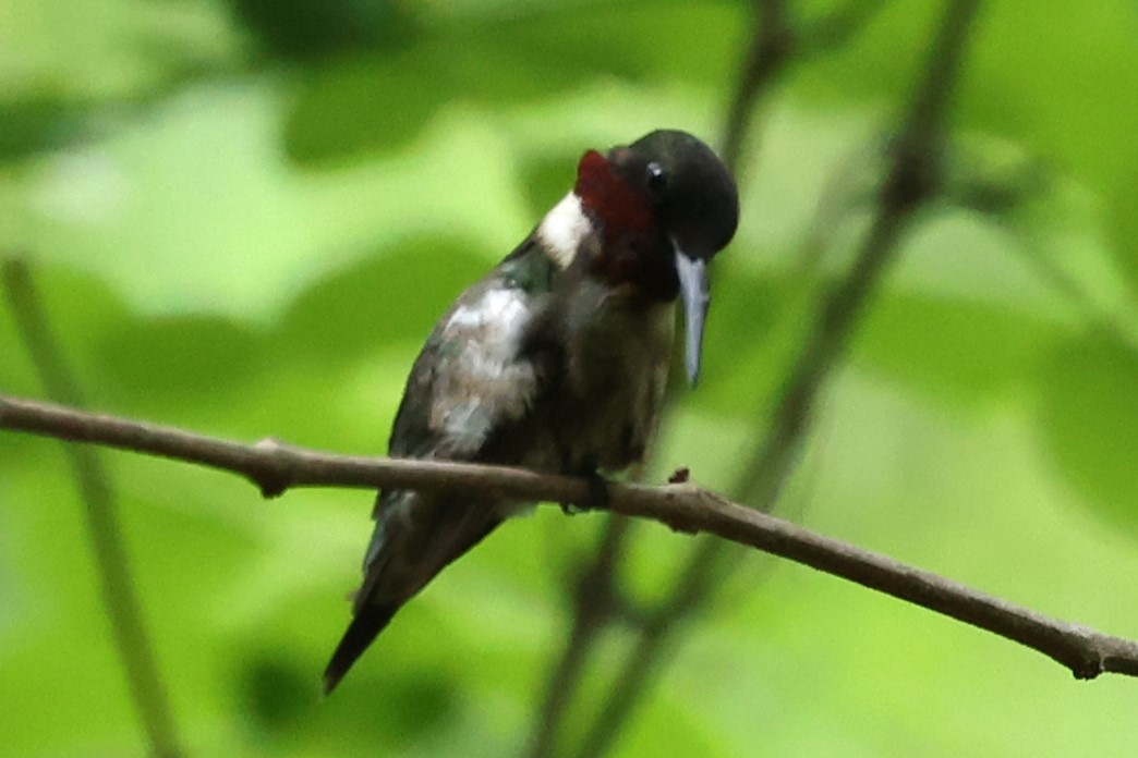 Ruby-throated Hummingbird - Duane Yarbrough