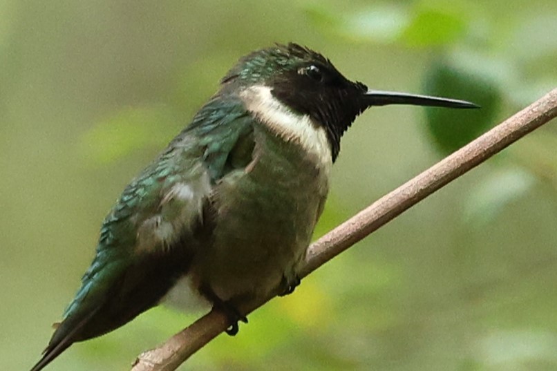 Ruby-throated Hummingbird - Duane Yarbrough