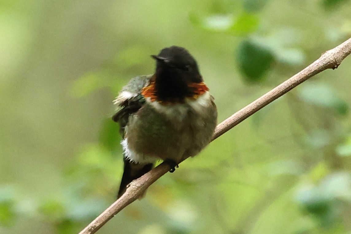 Ruby-throated Hummingbird - ML618062733