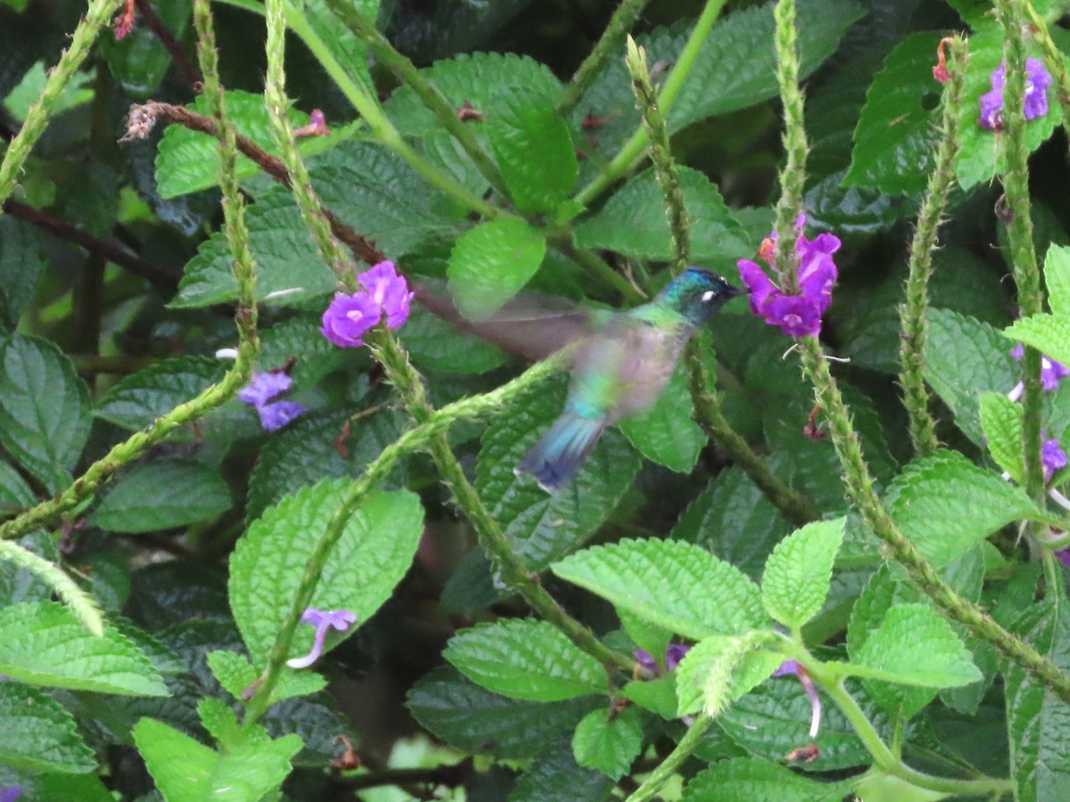 Violet-headed Hummingbird - ML618062738