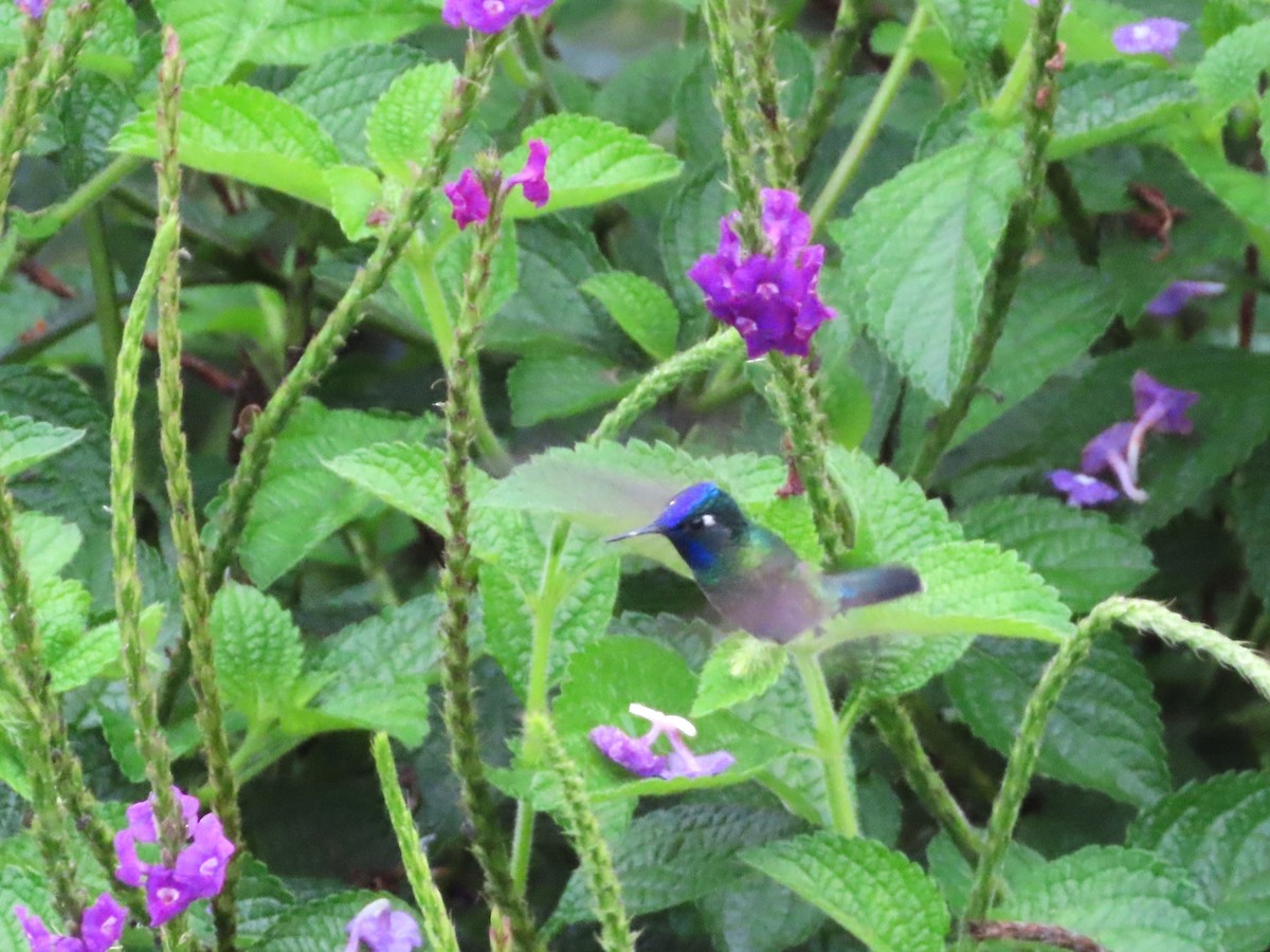 Violet-headed Hummingbird - ML618062741