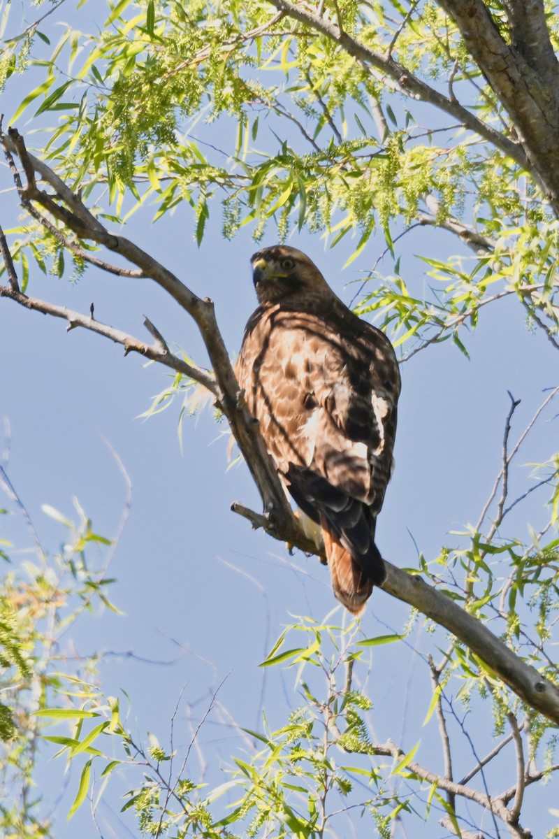 Red-tailed Hawk - ML618062748