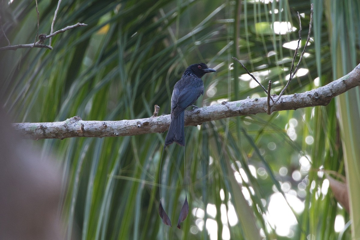Greater Racket-tailed Drongo - ML618062762
