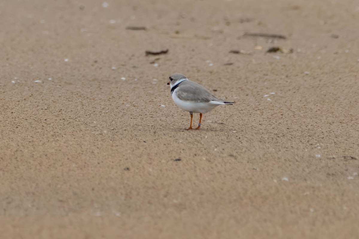 Piping Plover - ML618062779