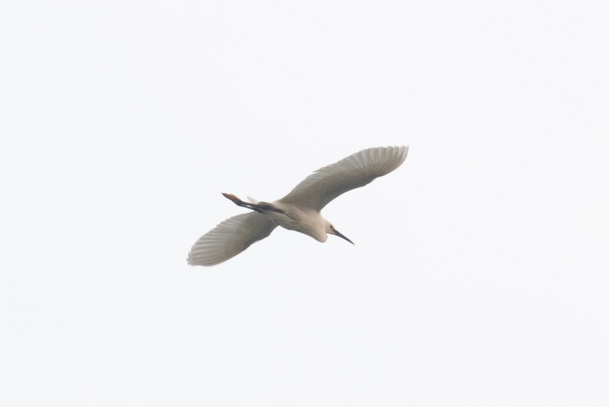 Little Egret (Western) - ML618062786