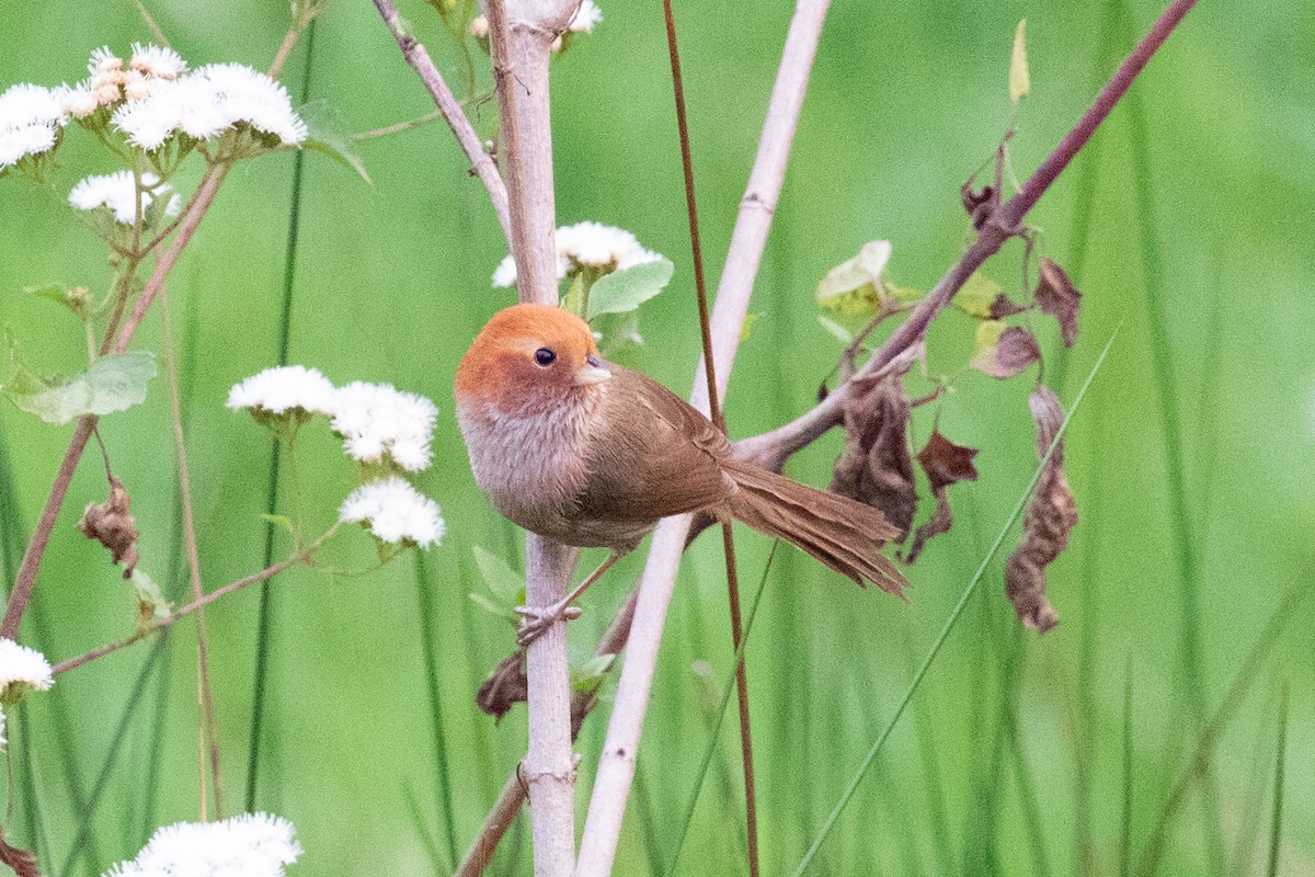Brown-winged Parrotbill - ML618062816