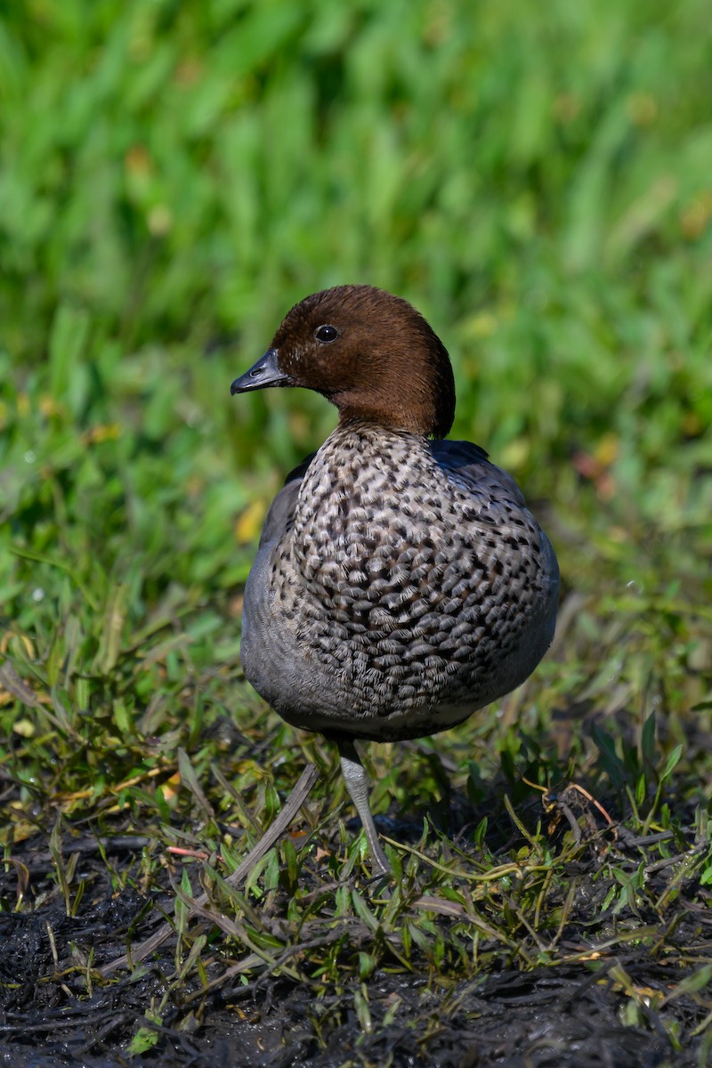 Maned Duck - ML618062828