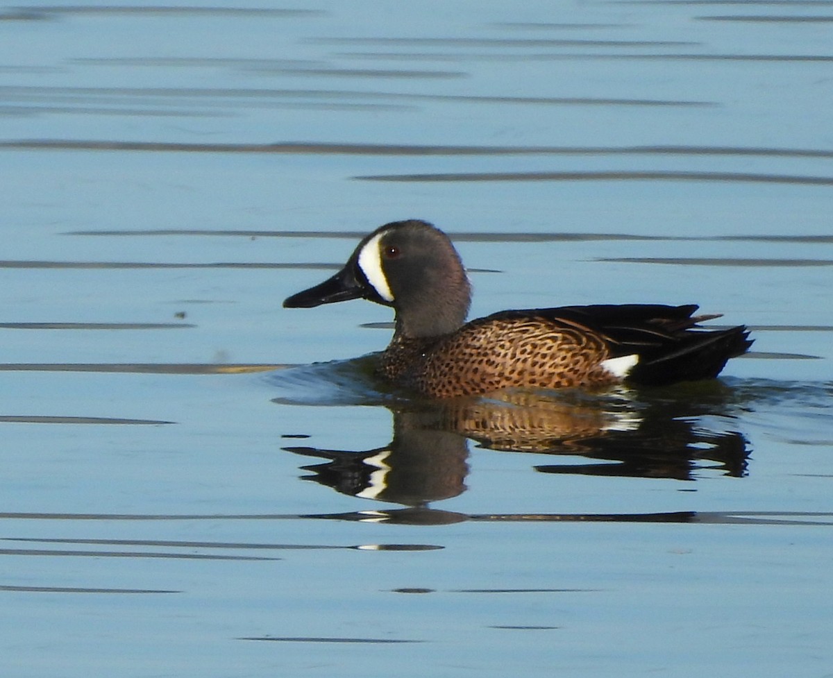 Blue-winged Teal - ML618062829