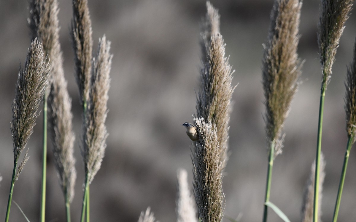 Long-tailed Reed Finch - ML618062850