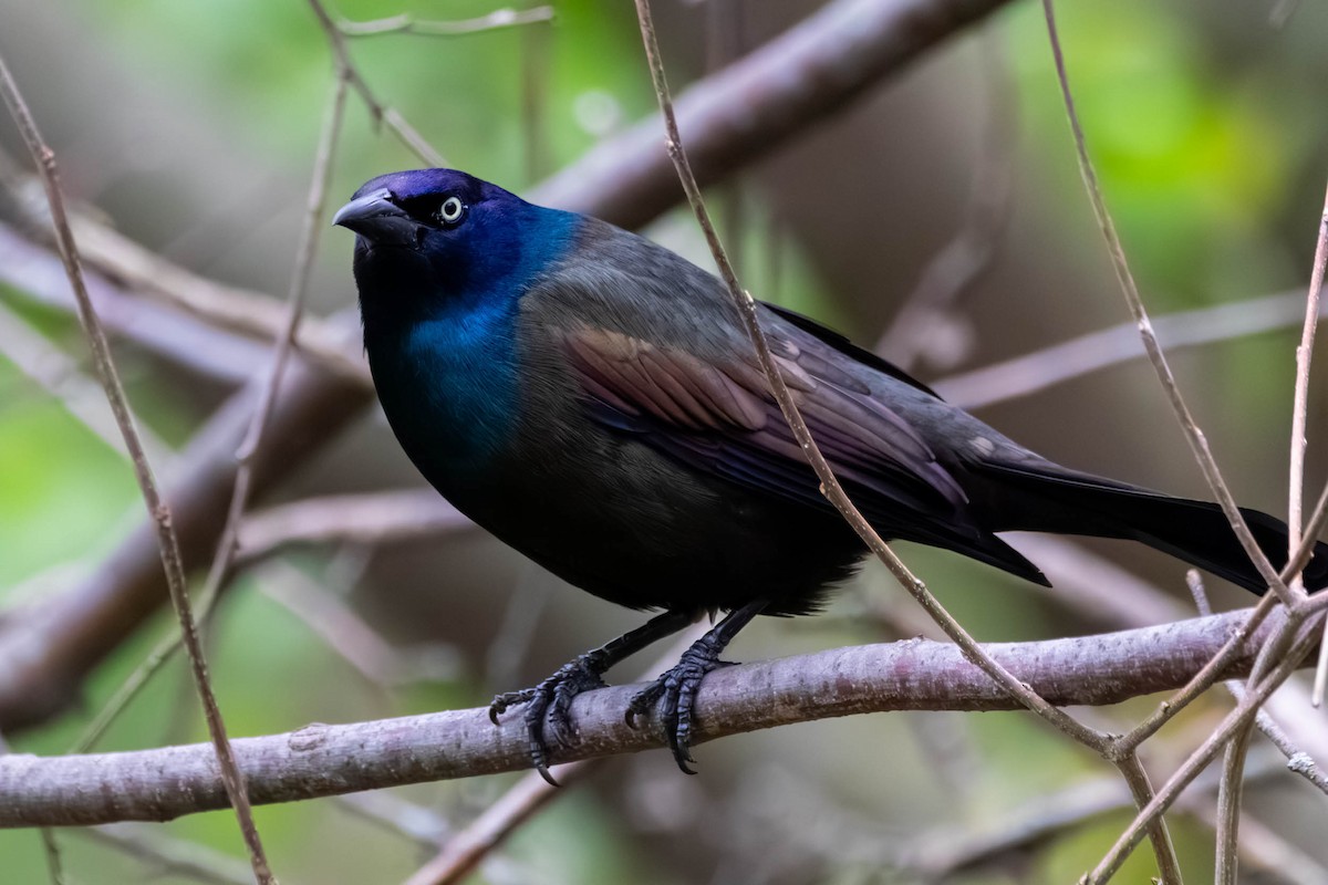 Common Grackle (Bronzed) - Anonymous