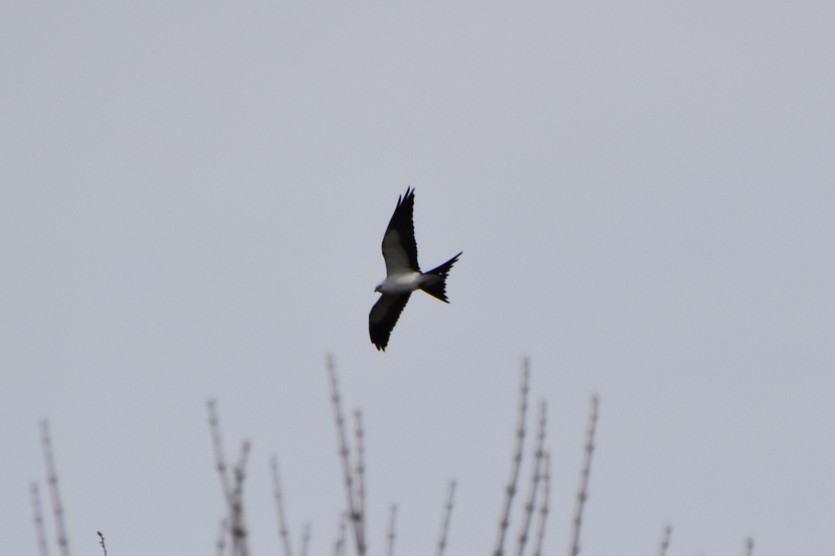 Swallow-tailed Kite - ML618062858