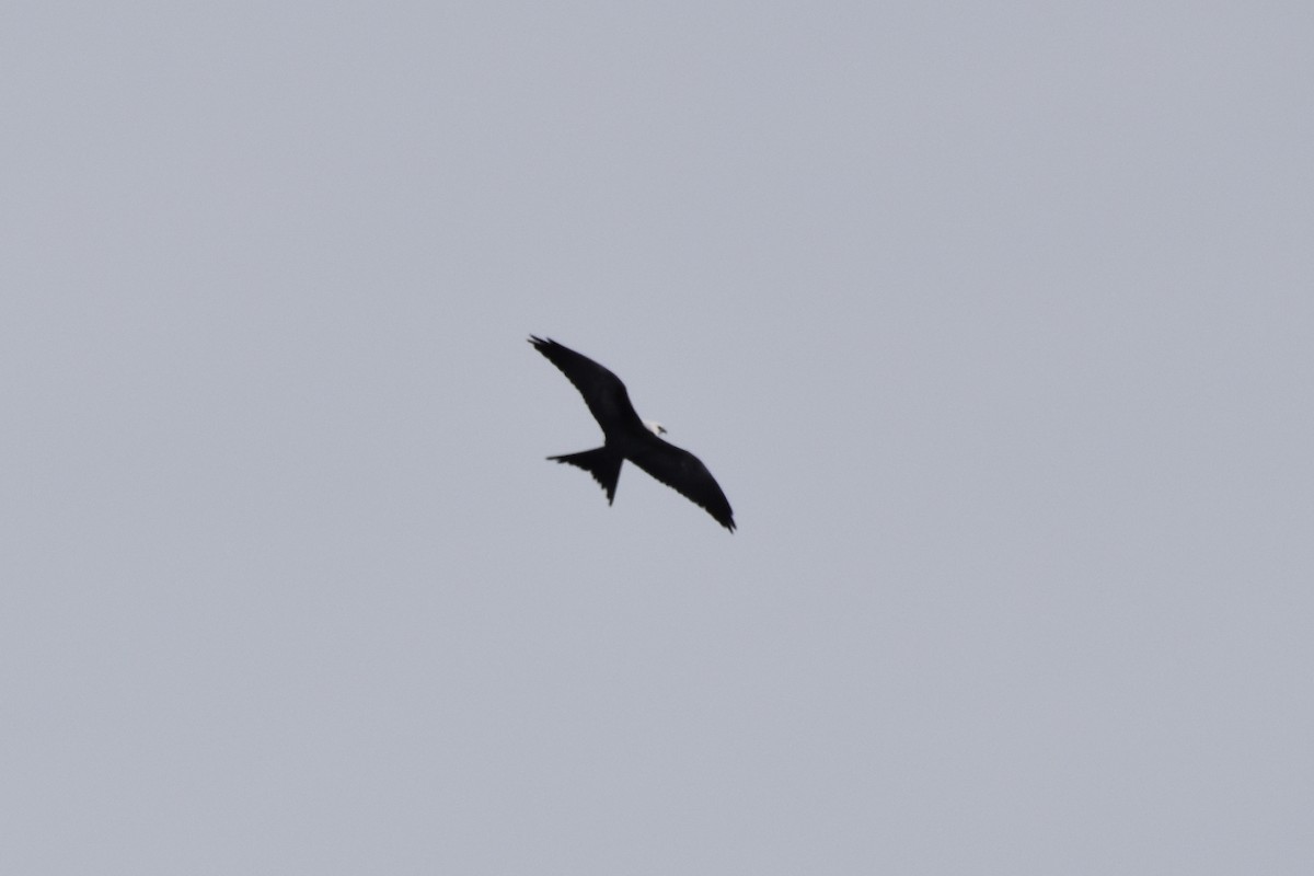 Swallow-tailed Kite - ML618062860