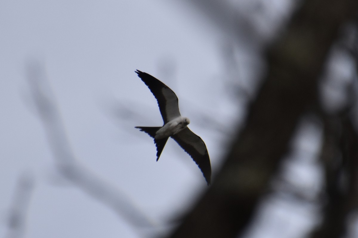 Swallow-tailed Kite - Valerie Burdette