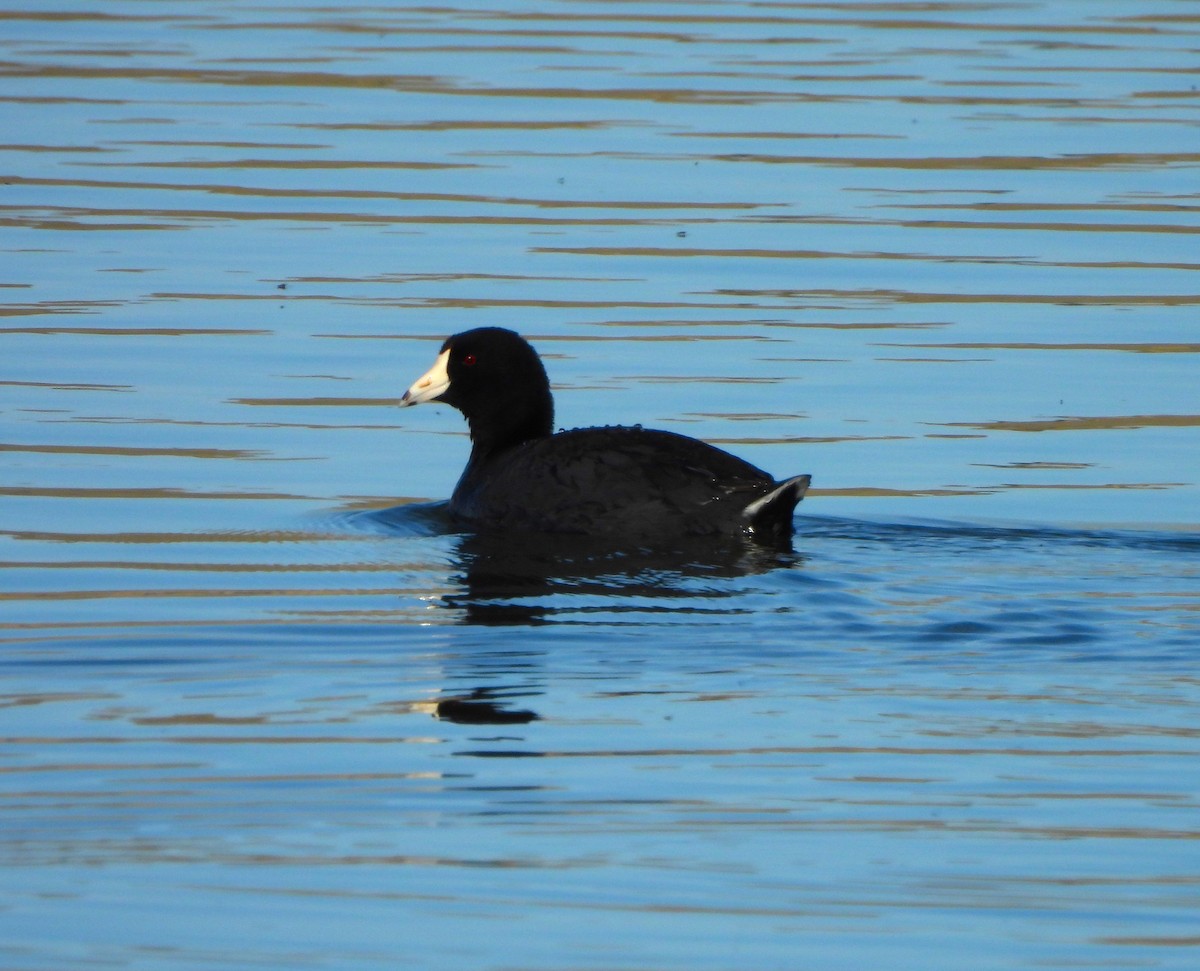 American Coot (Red-shielded) - ML618062887