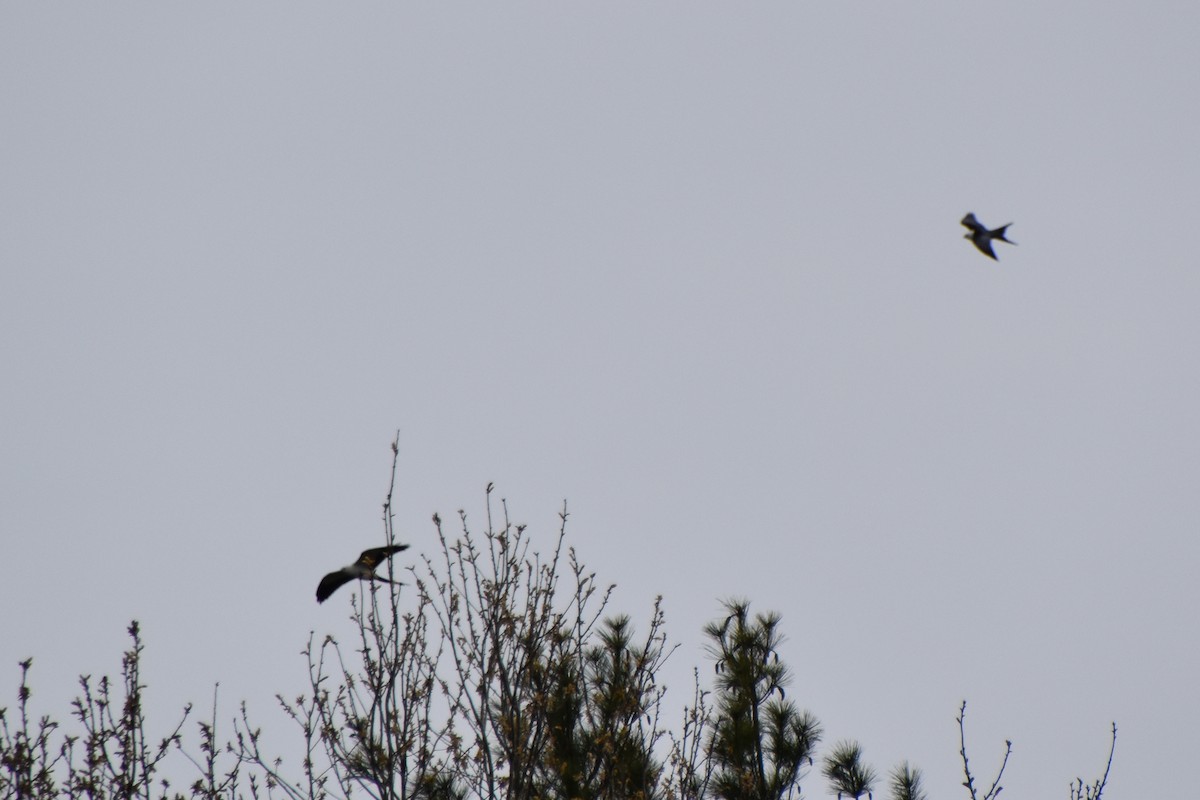 Swallow-tailed Kite - Valerie Burdette