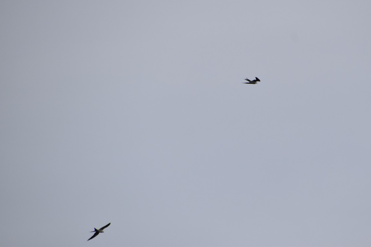Swallow-tailed Kite - ML618062900