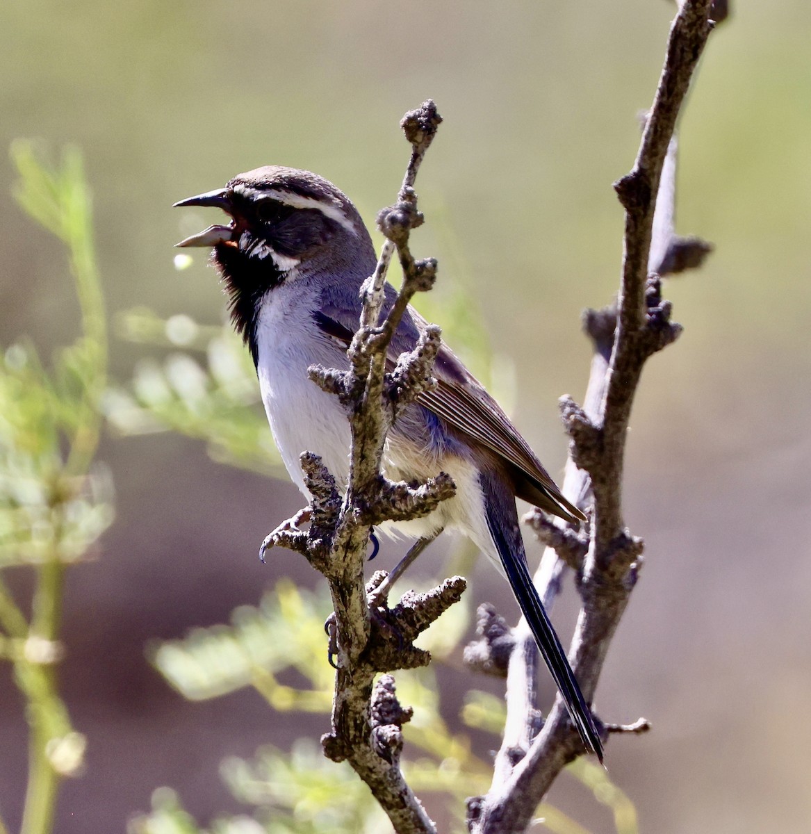 Black-throated Sparrow - Carolyn Thiele