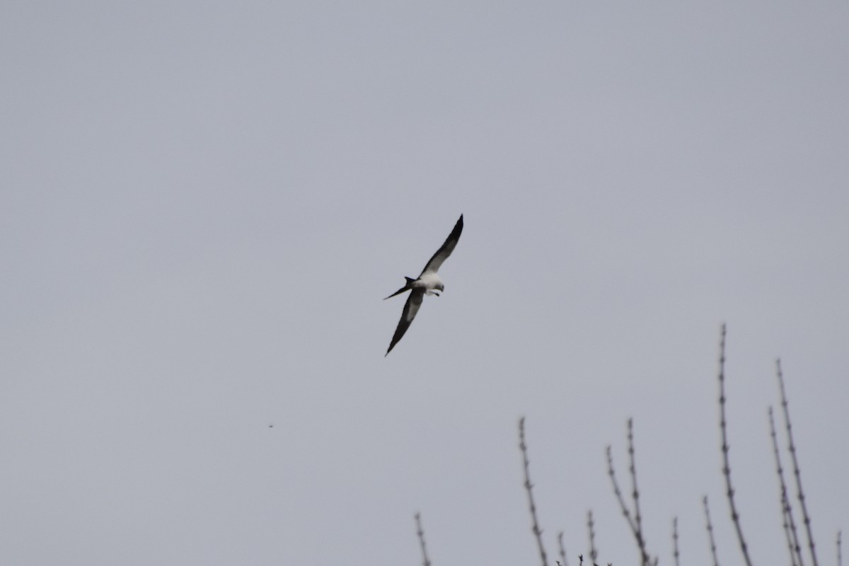Swallow-tailed Kite - ML618062906