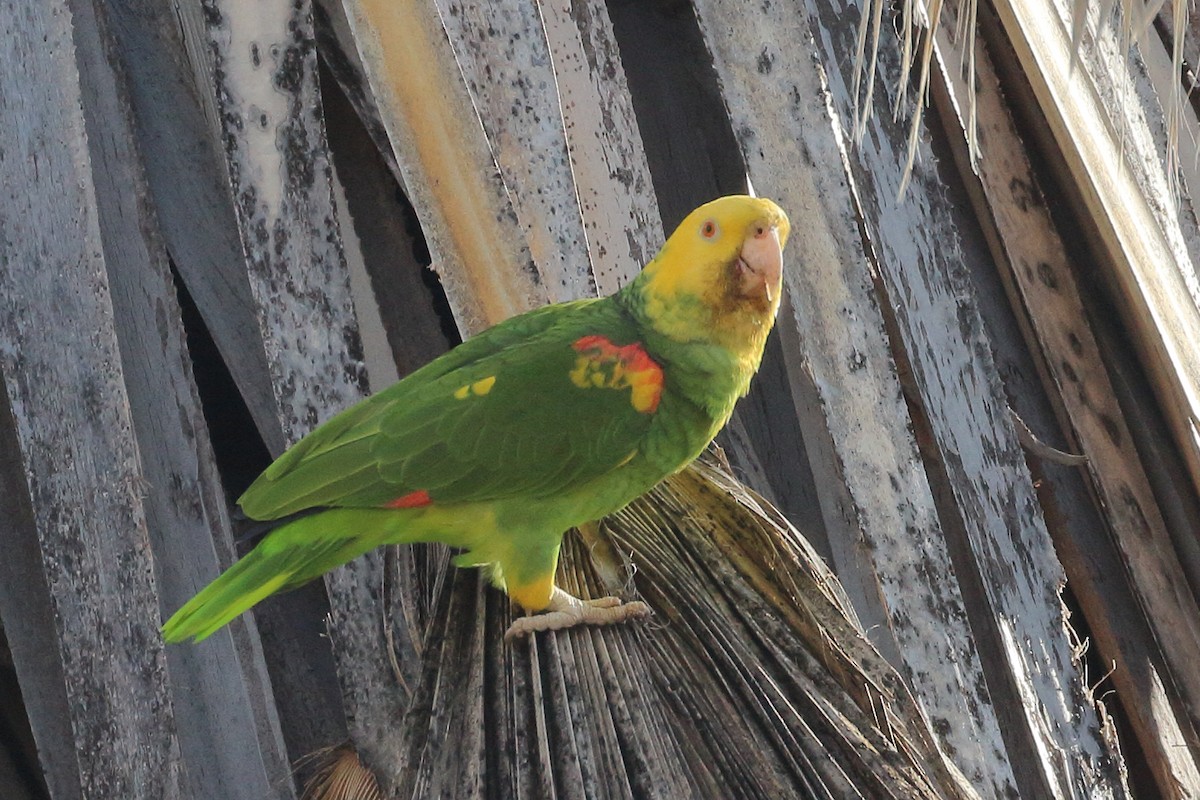 Yellow-headed Parrot - ML618062907
