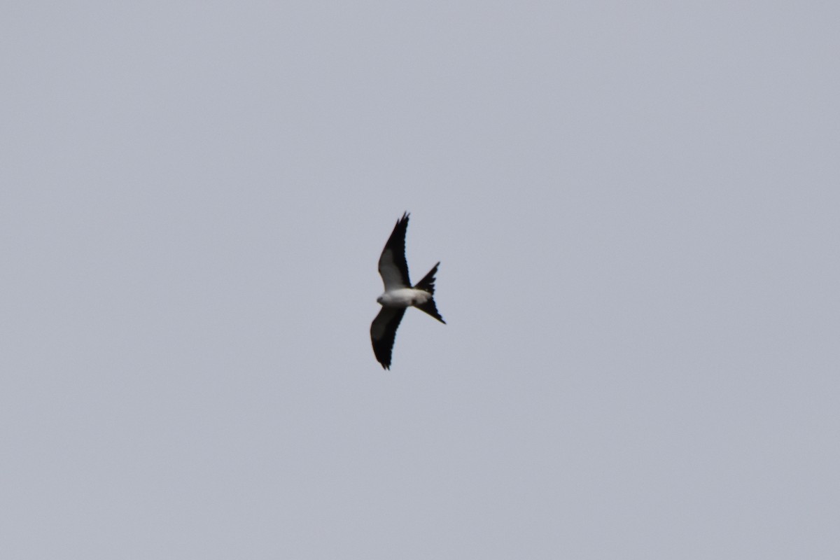 Swallow-tailed Kite - ML618062918