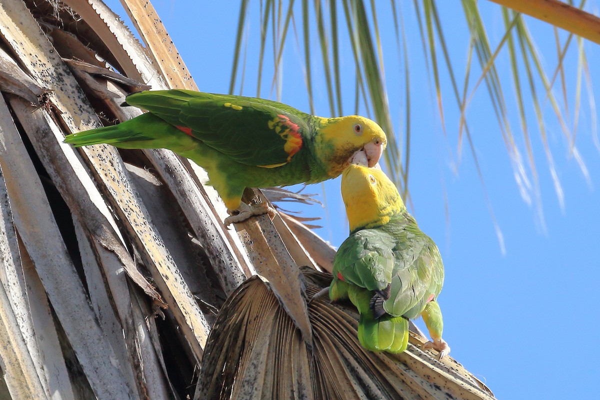 Yellow-headed Parrot - Jeffrey Fenwick