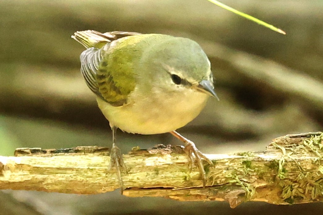 Tennessee Warbler - Duane Yarbrough