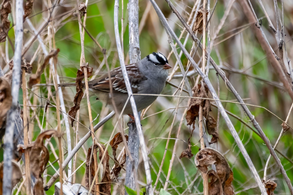 White-crowned Sparrow - ML618062946